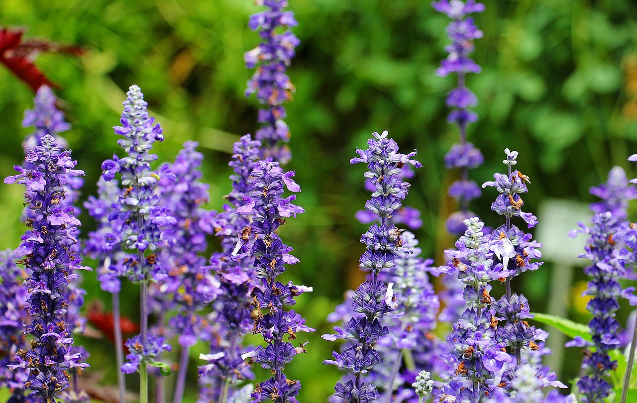 Image - sage plant purple medicinal plant