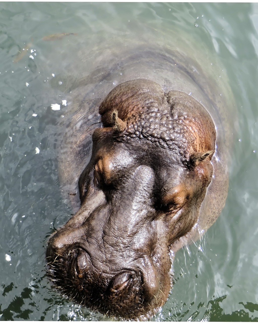 Image - south africa hippopotamus