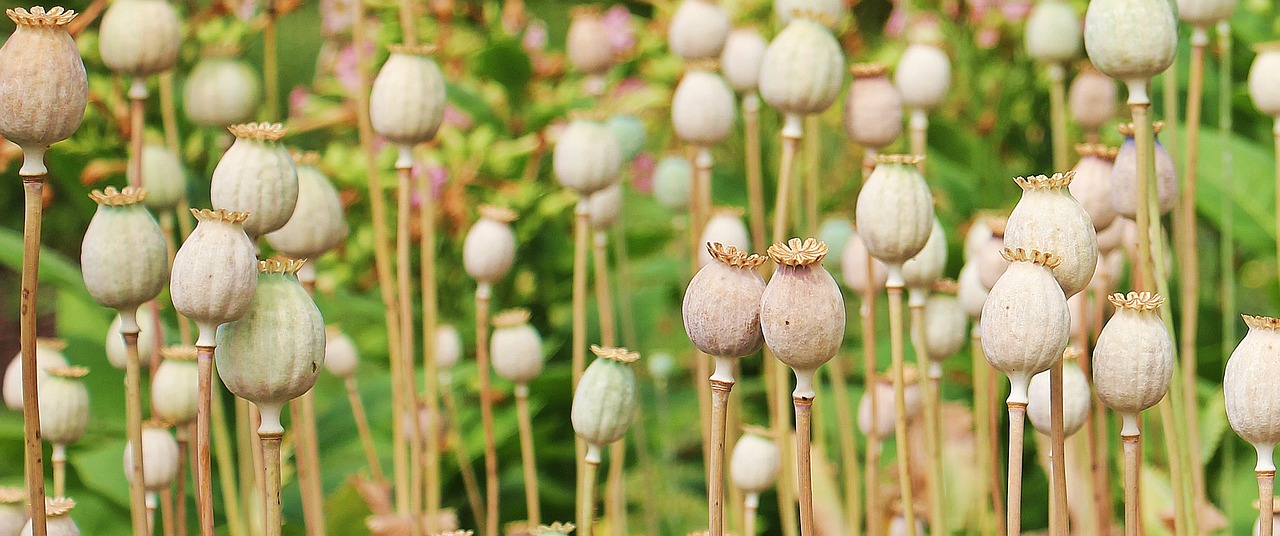 Image - poppy poppy butt plant flower