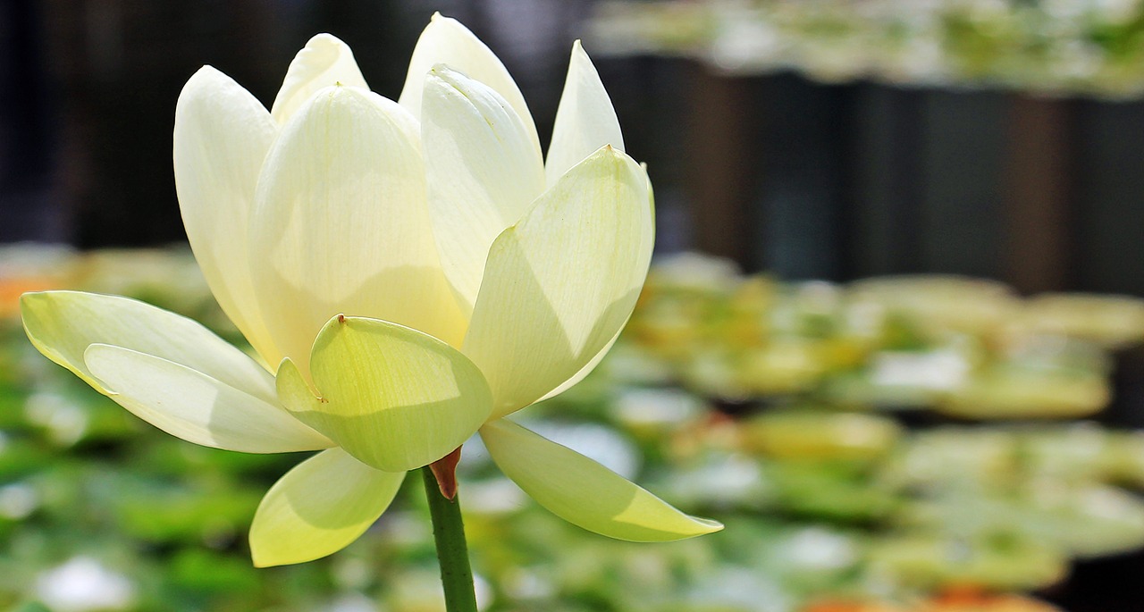 Image - lotus lotus flower lotus blossom