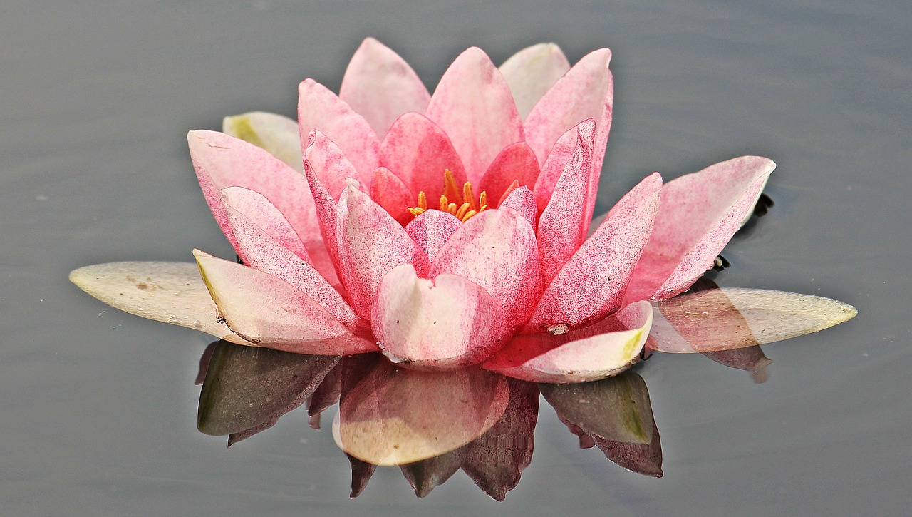 Image - water lily nuphar lutea