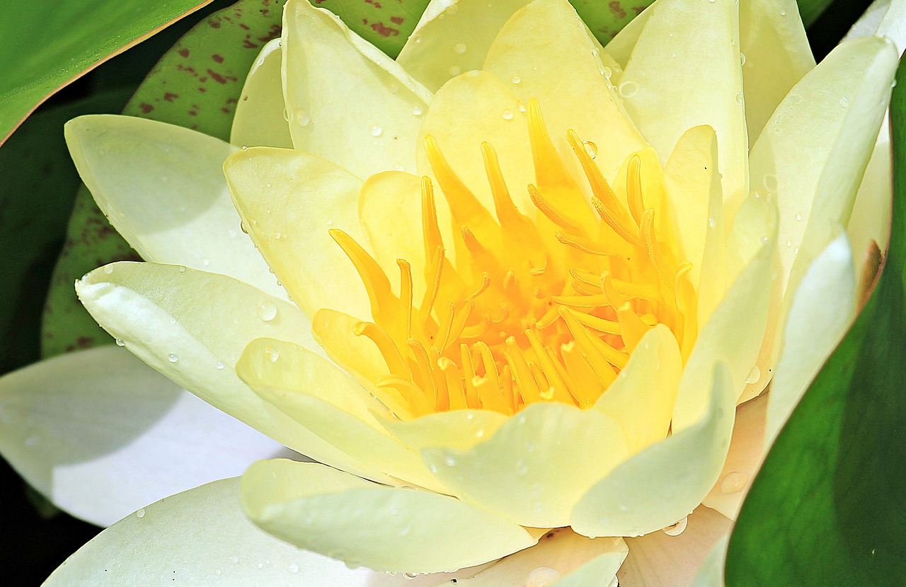 Image - water lily nuphar lutea