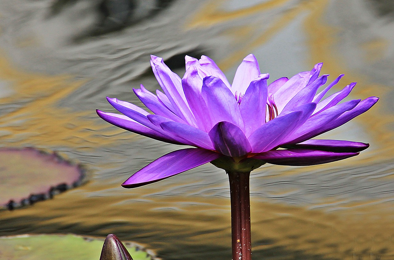 Image - water lily nuphar lutea