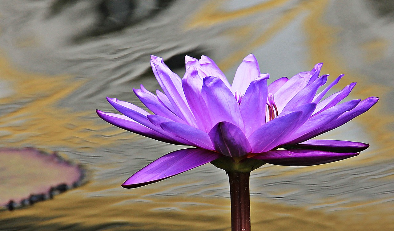 Image - water lily nuphar lutea