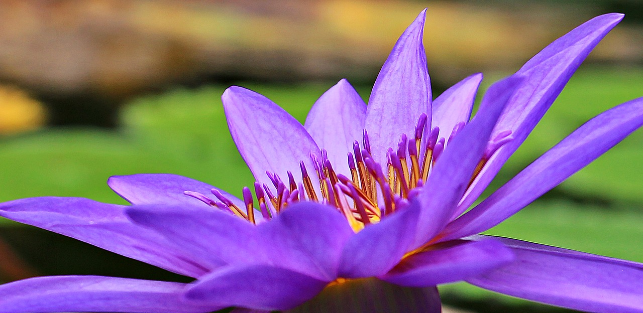 Image - water lily nuphar lutea