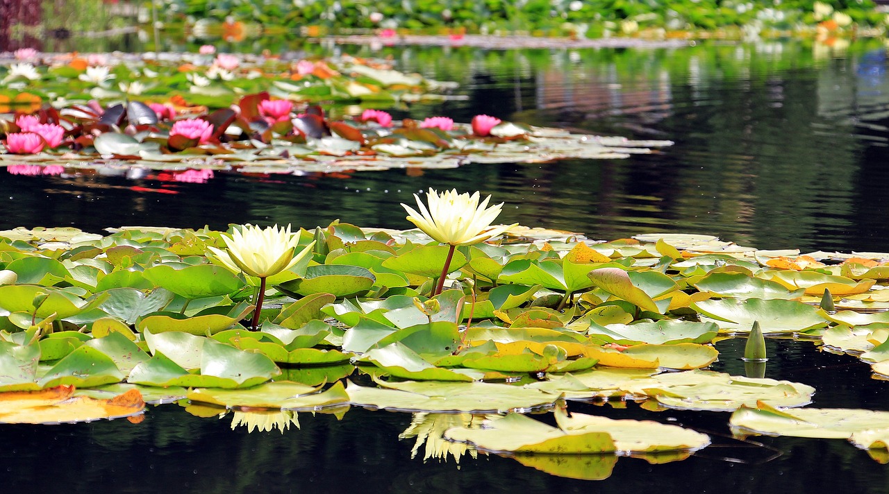 Image - water lilies nuphar aquatic plants