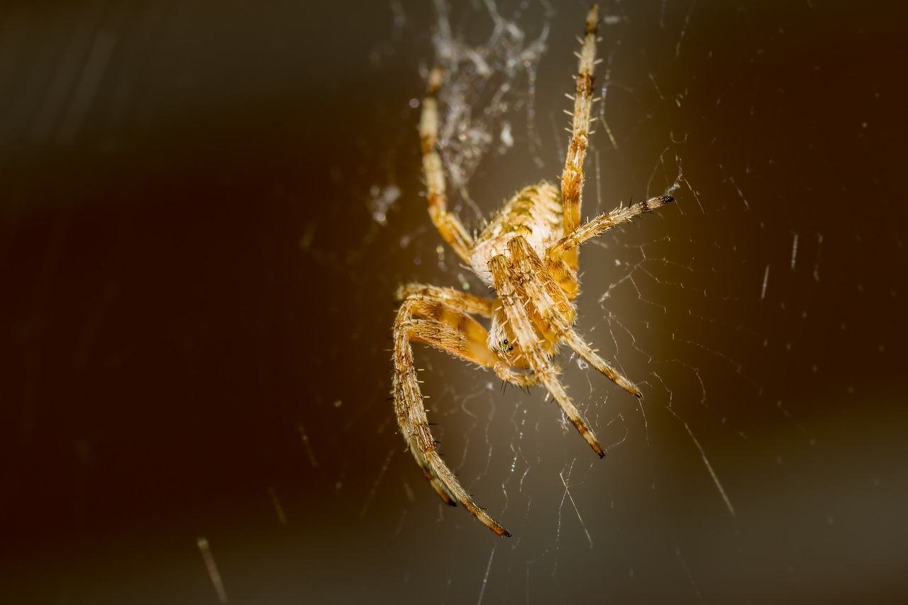 Image - spider krabbeltier insect useful