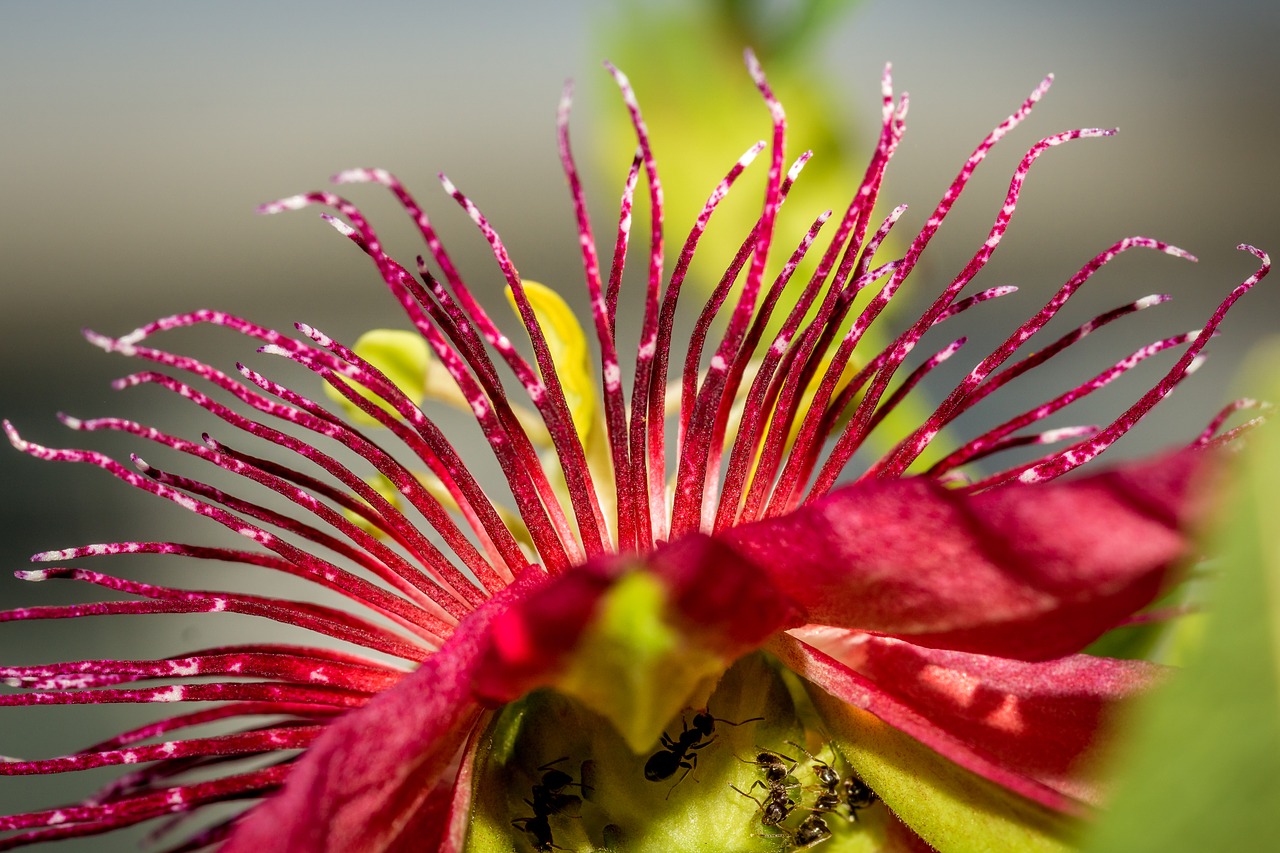 Image - pests insect ants passion flower