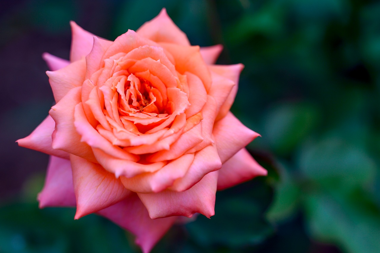 Image - natural landscape plant flowers