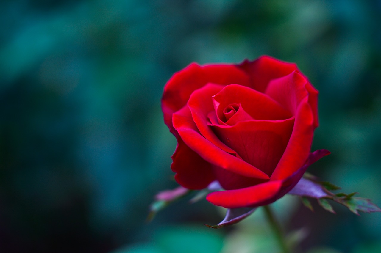 Image - natural landscape plant flowers