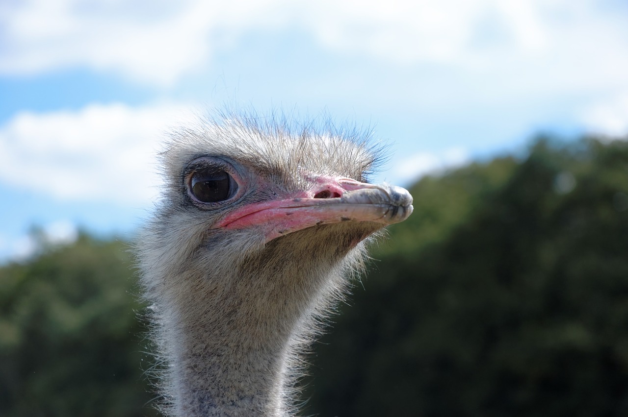 Image - ostrich animal zoo animals bird