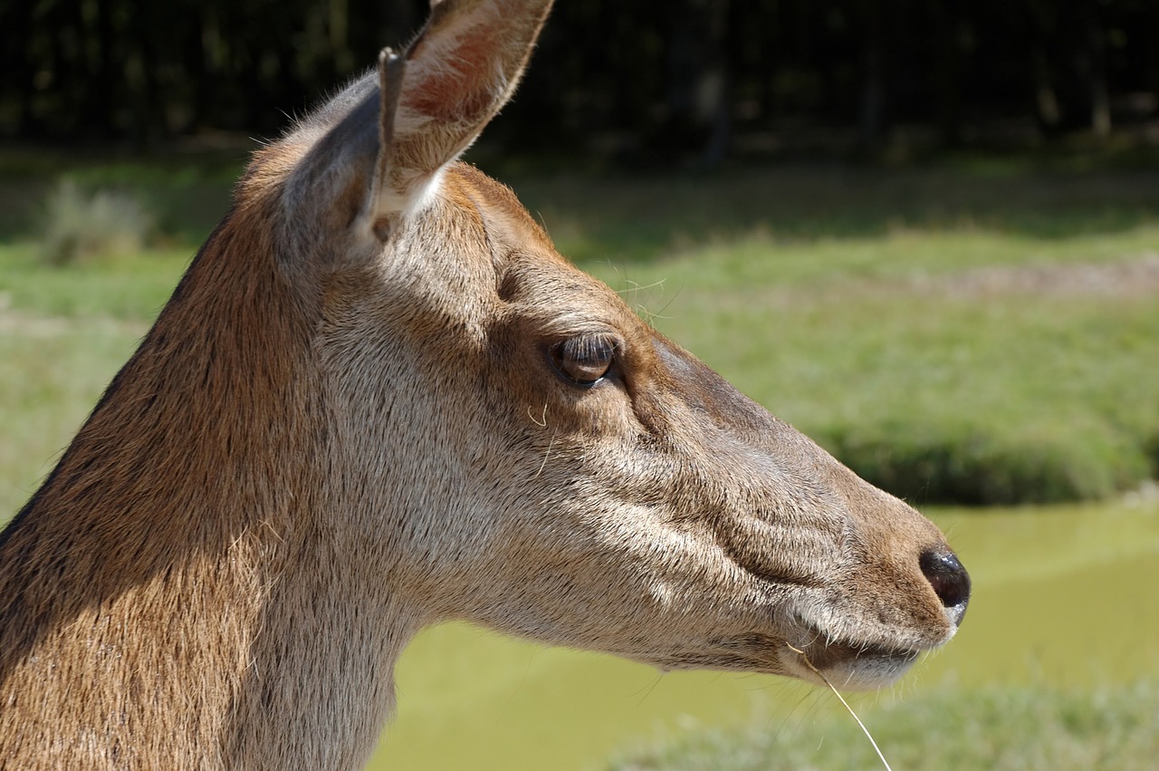 Image - suede animal zoo head