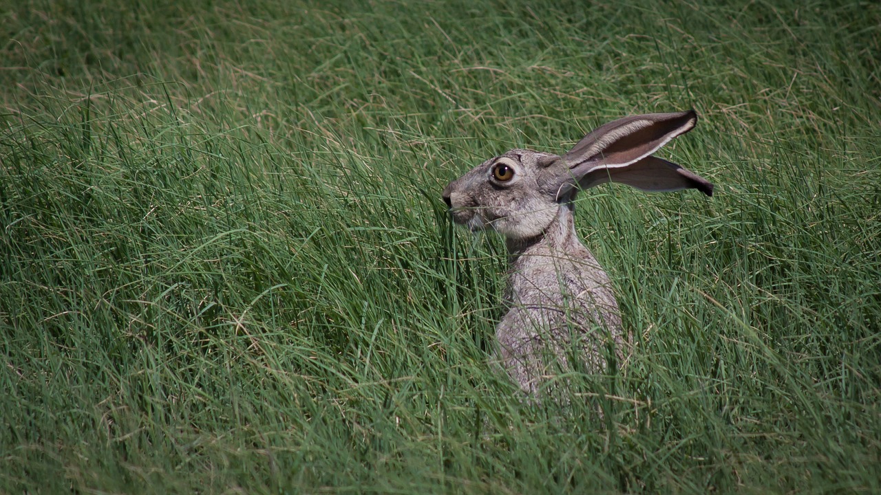 Image - jack rabbit wildlife grass rabbit