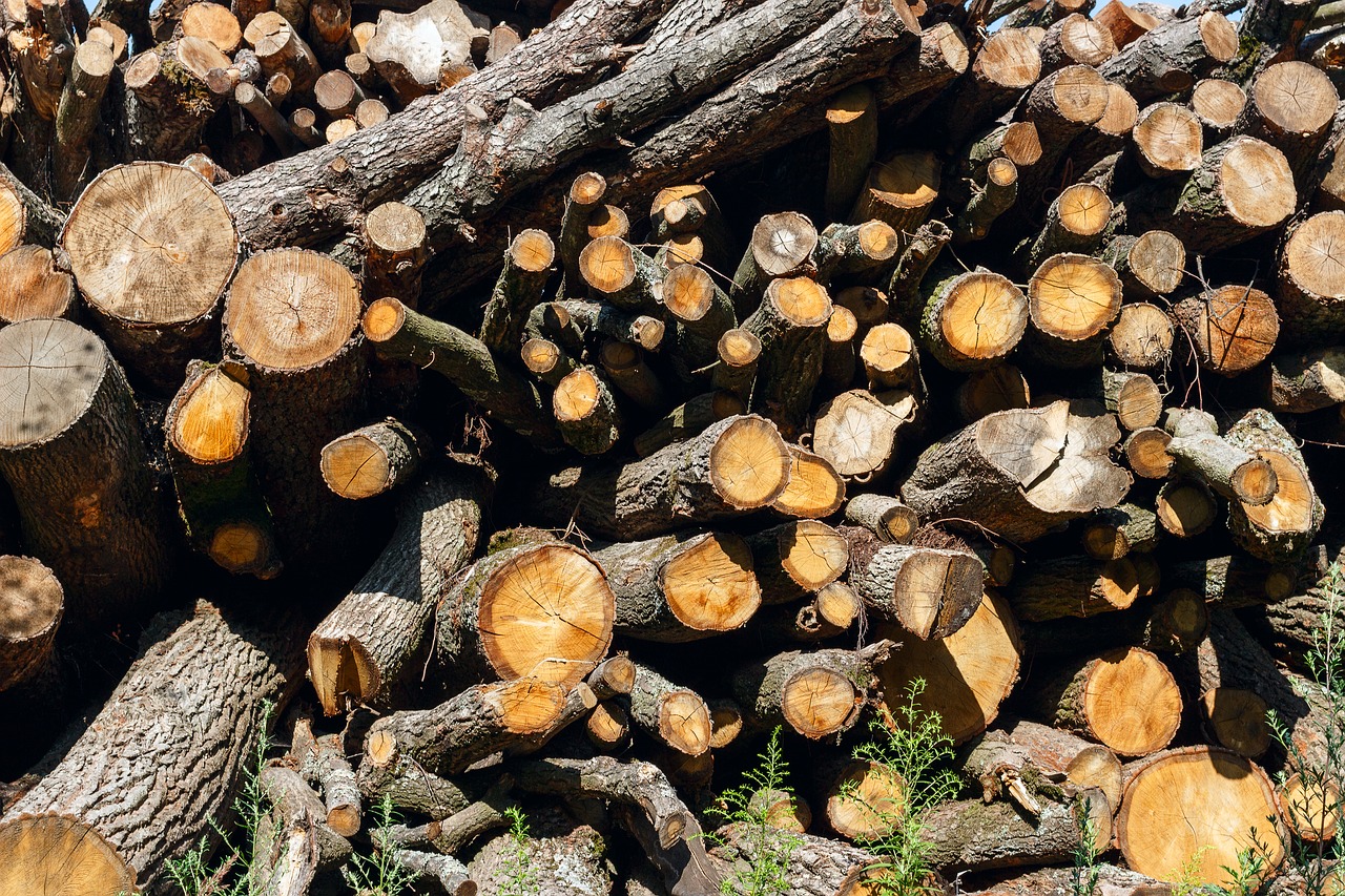 Image - firewood drome tree forest pile