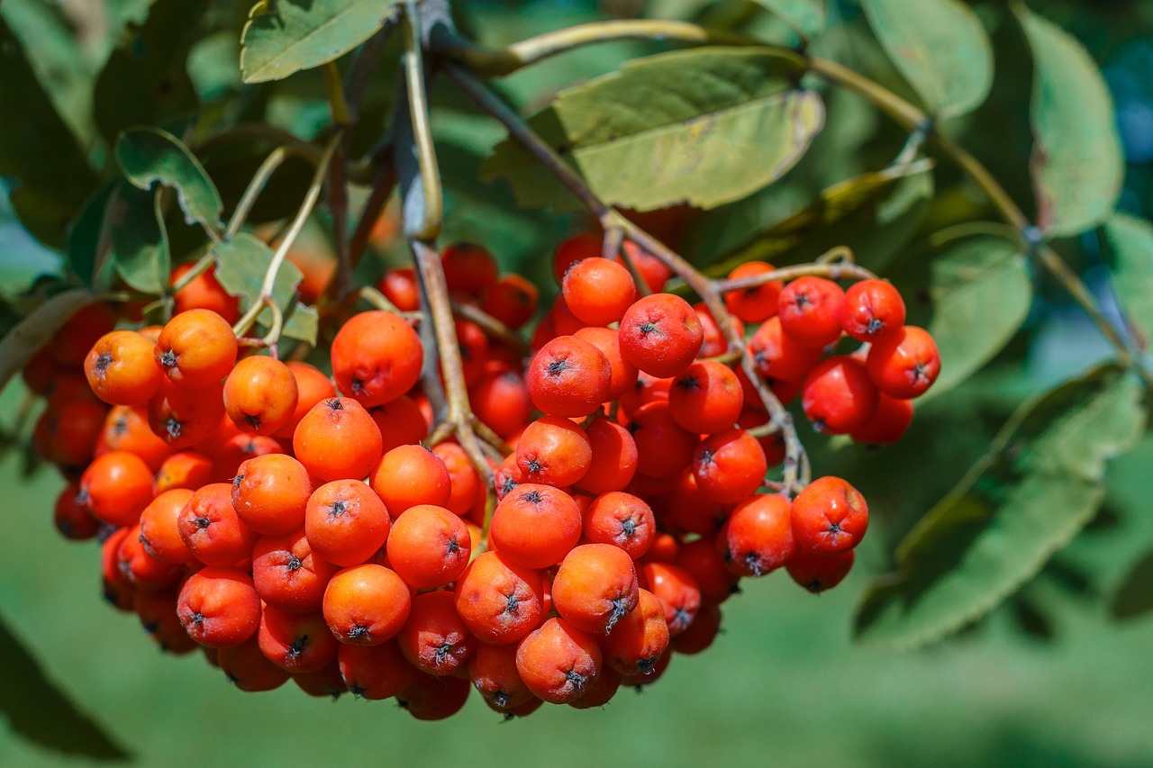 Image - rowan berry red fruit plant