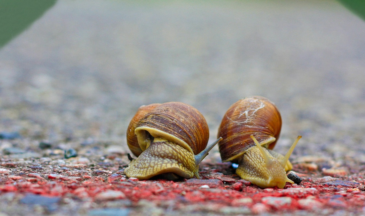 Image - snails race run road target