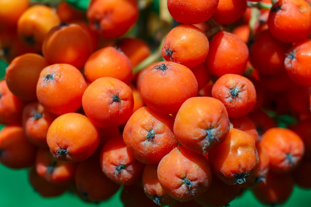 Image - rowan berry red fruit plant