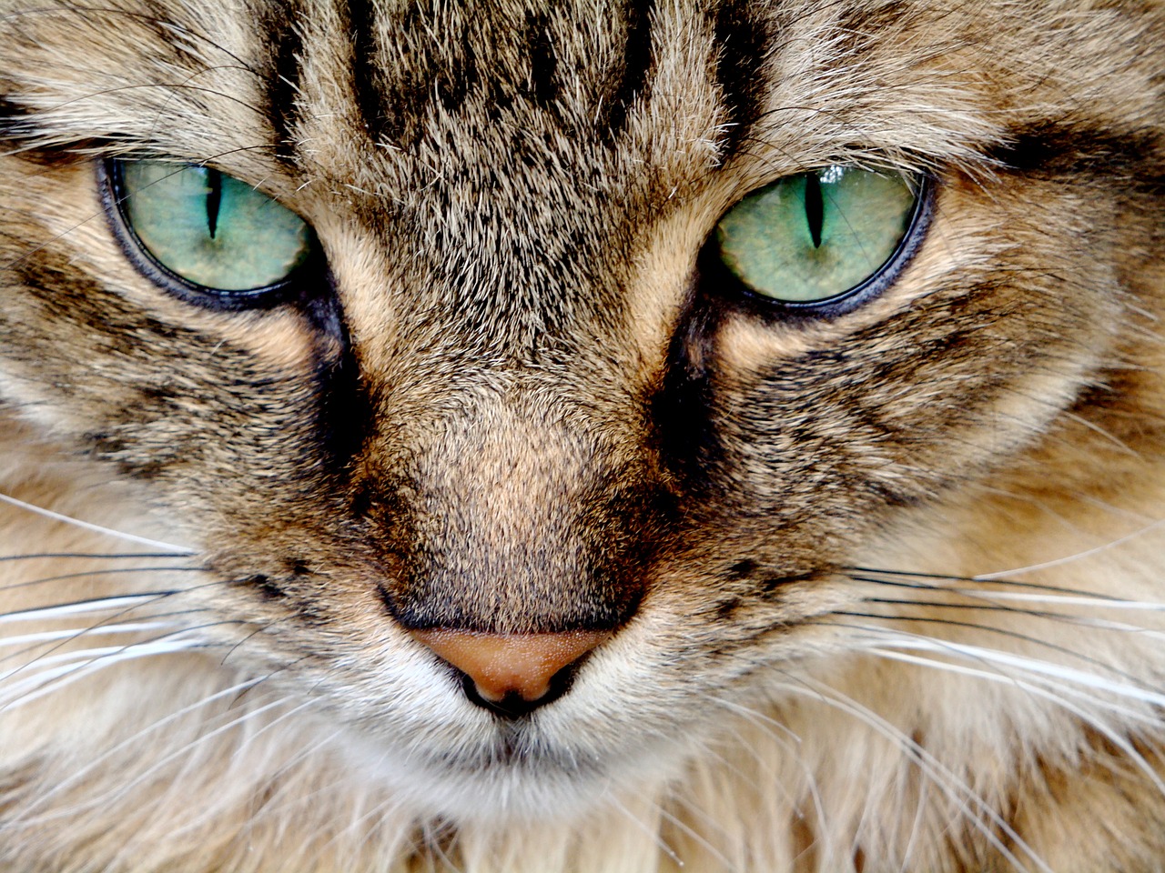 Image - cat feline cat eyes green eyes