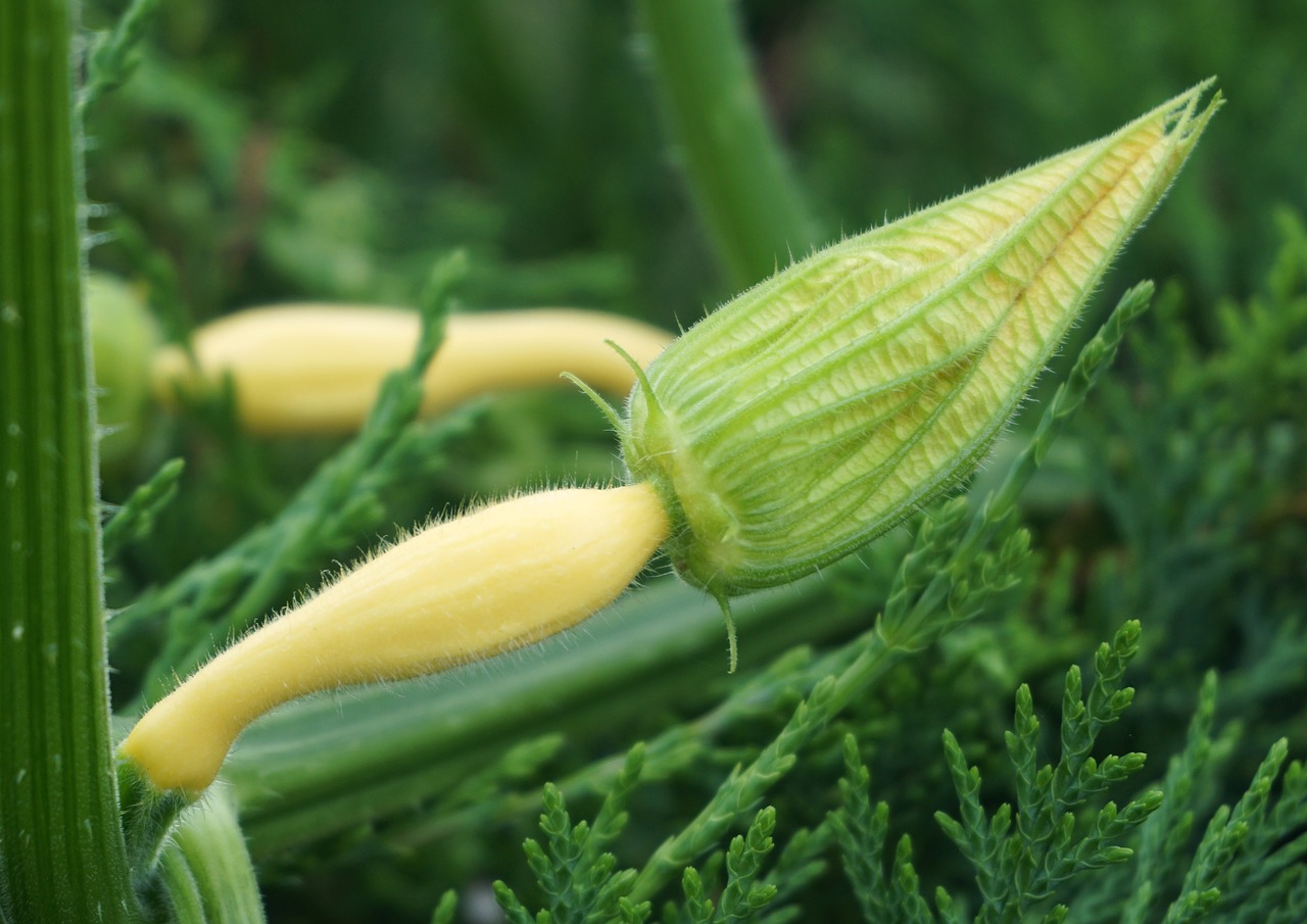 Image - pumpkin blossom bloom gourd yellow