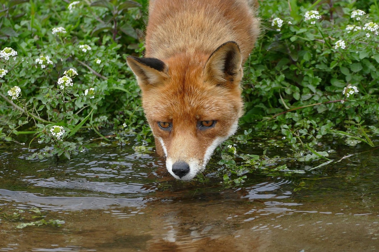 Image - fox water nature wild brook