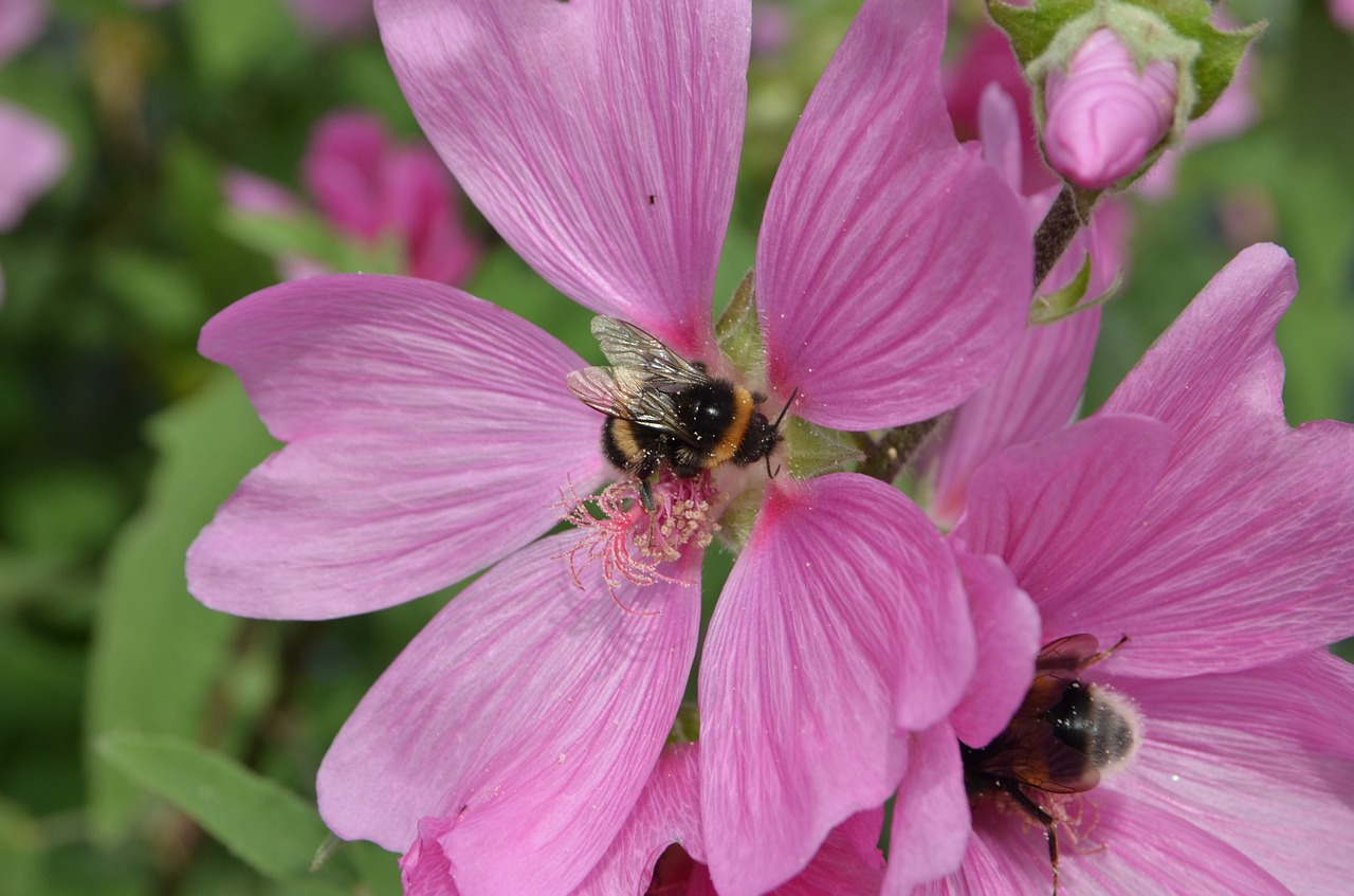 Image - bumblebee bug pollen propagation