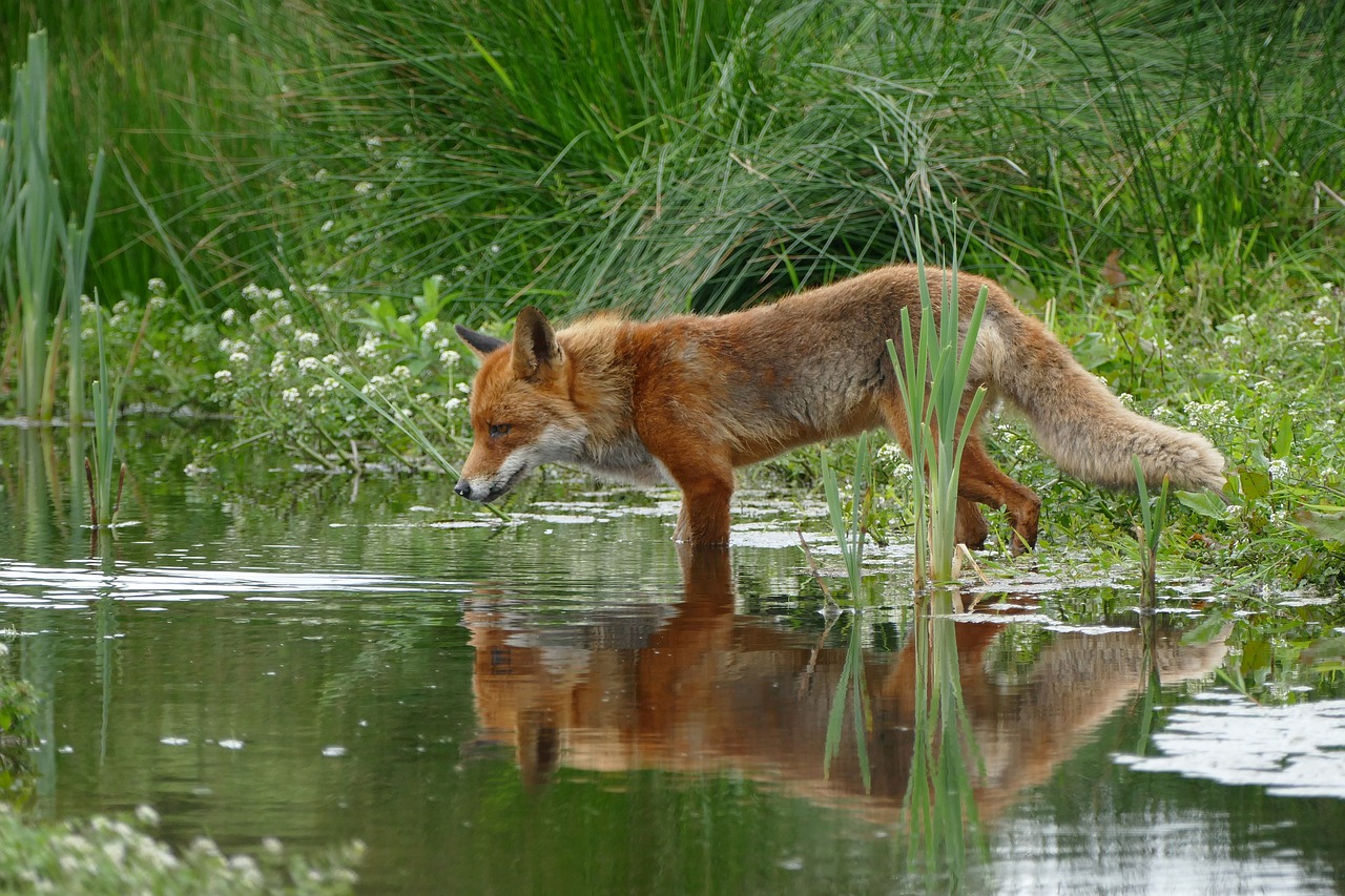 Image - fox wild nature water mirror