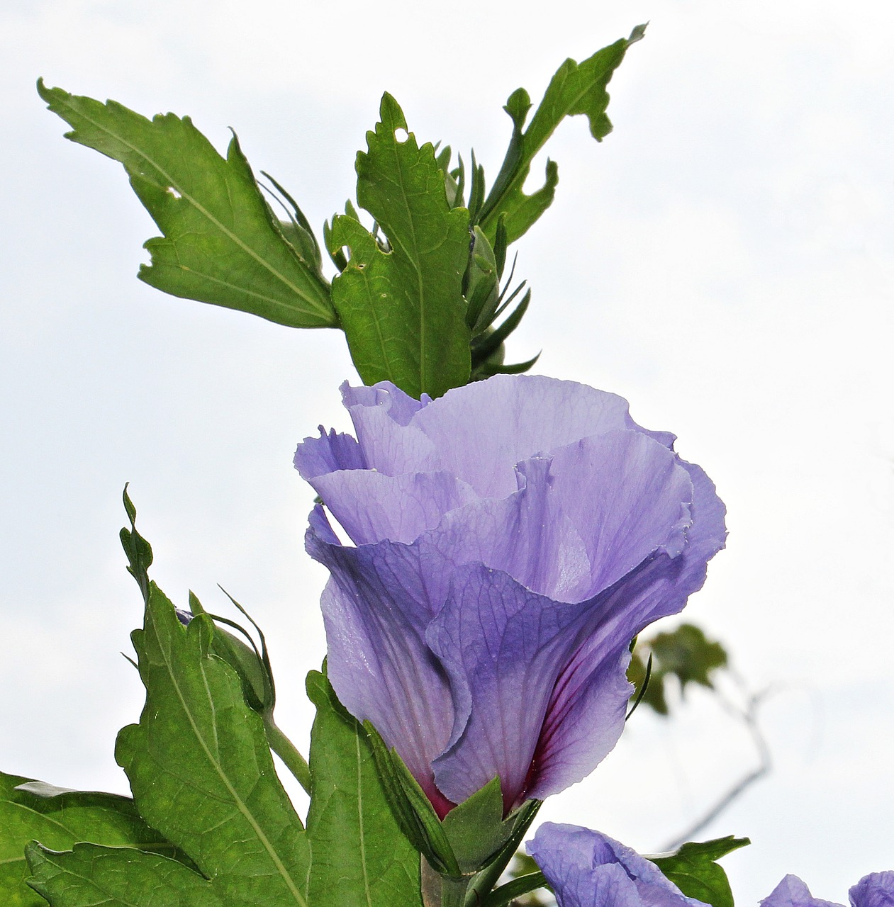 Image - mallow flower blossom bloom sky