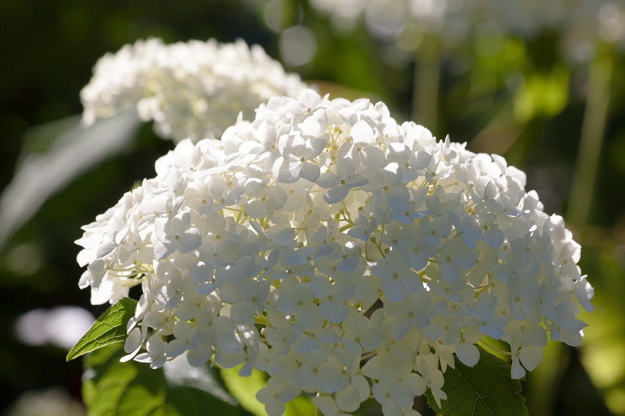 Image - hydrangea genus greenhouse hydrangea