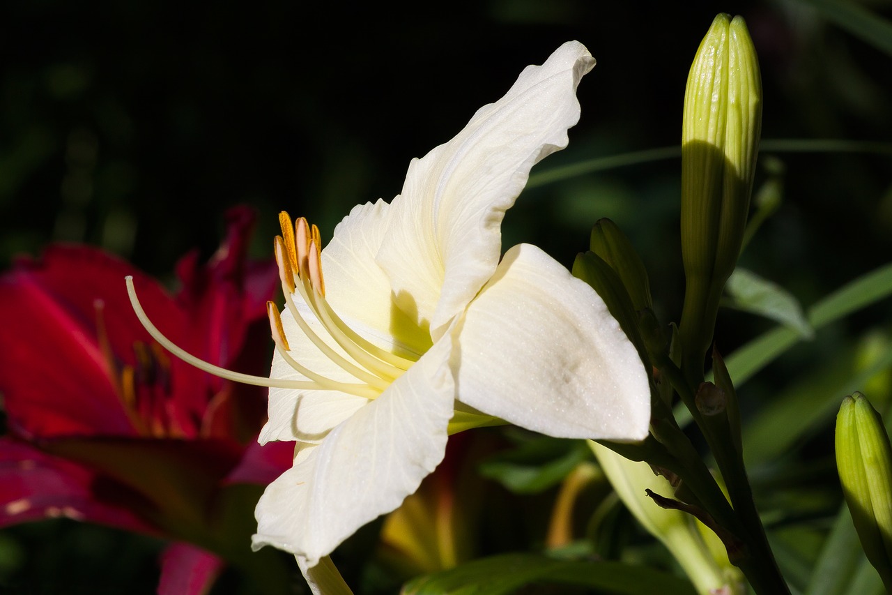 Image - daylily hemerocallis day lily plants