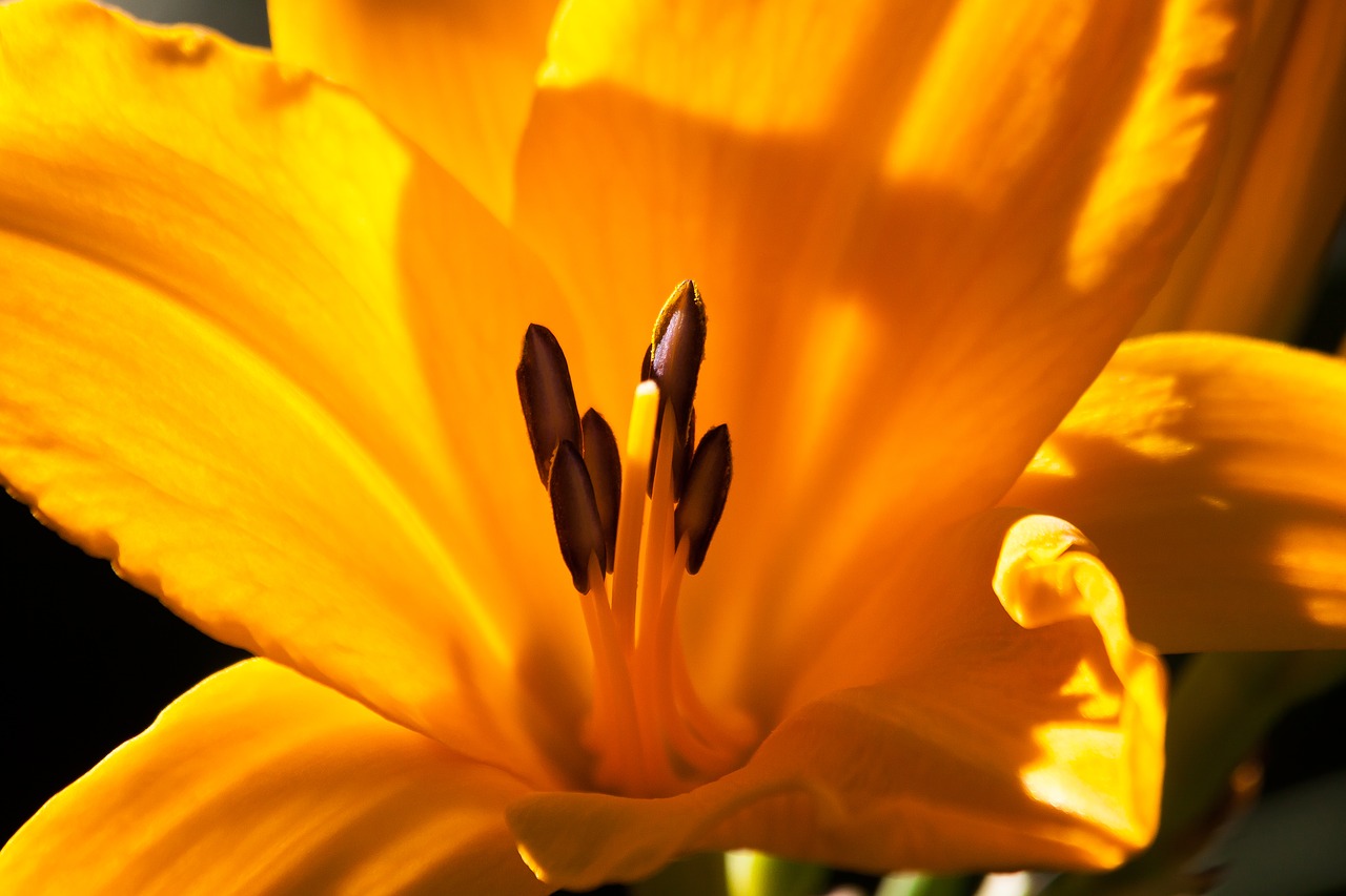 Image - daylily hemerocallis day lily plants