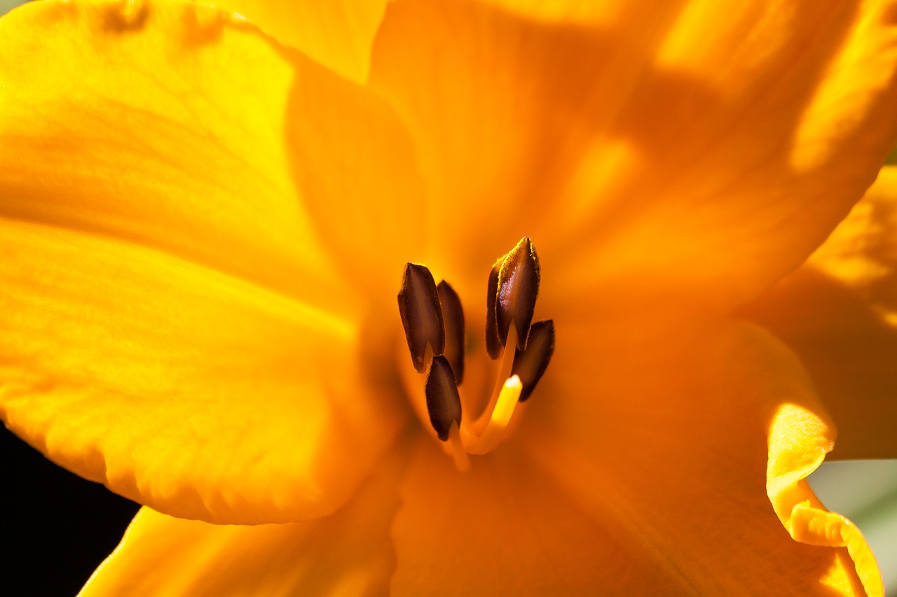Image - daylily hemerocallis day lily plants