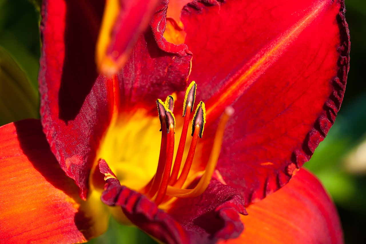 Image - daylily hemerocallis day lily plants