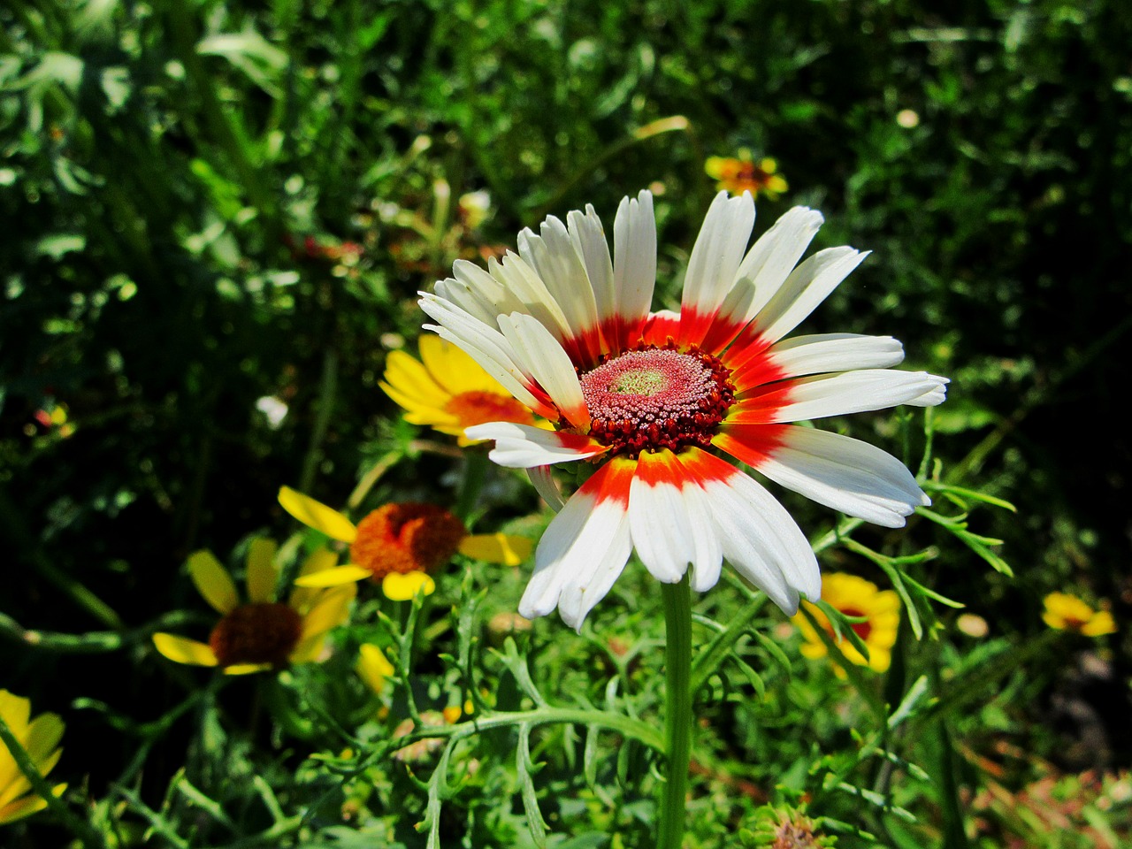 Image - gerbera flower white petals garden