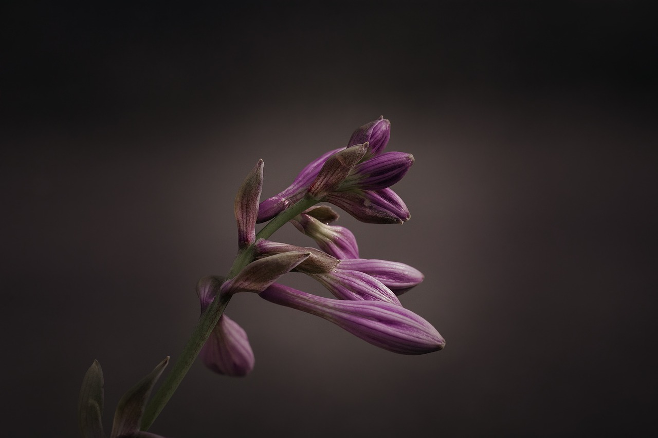 Image - plantain lily sweetheart lily hosta