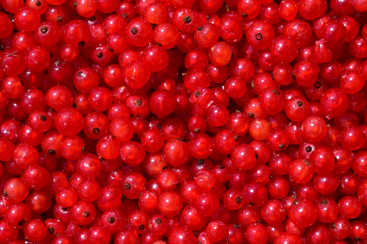 Image - currants background fruit berry