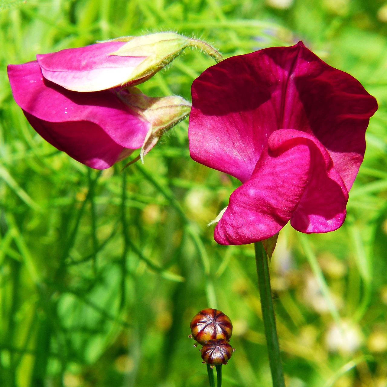 Image - farmland vetch vetch flower meadow
