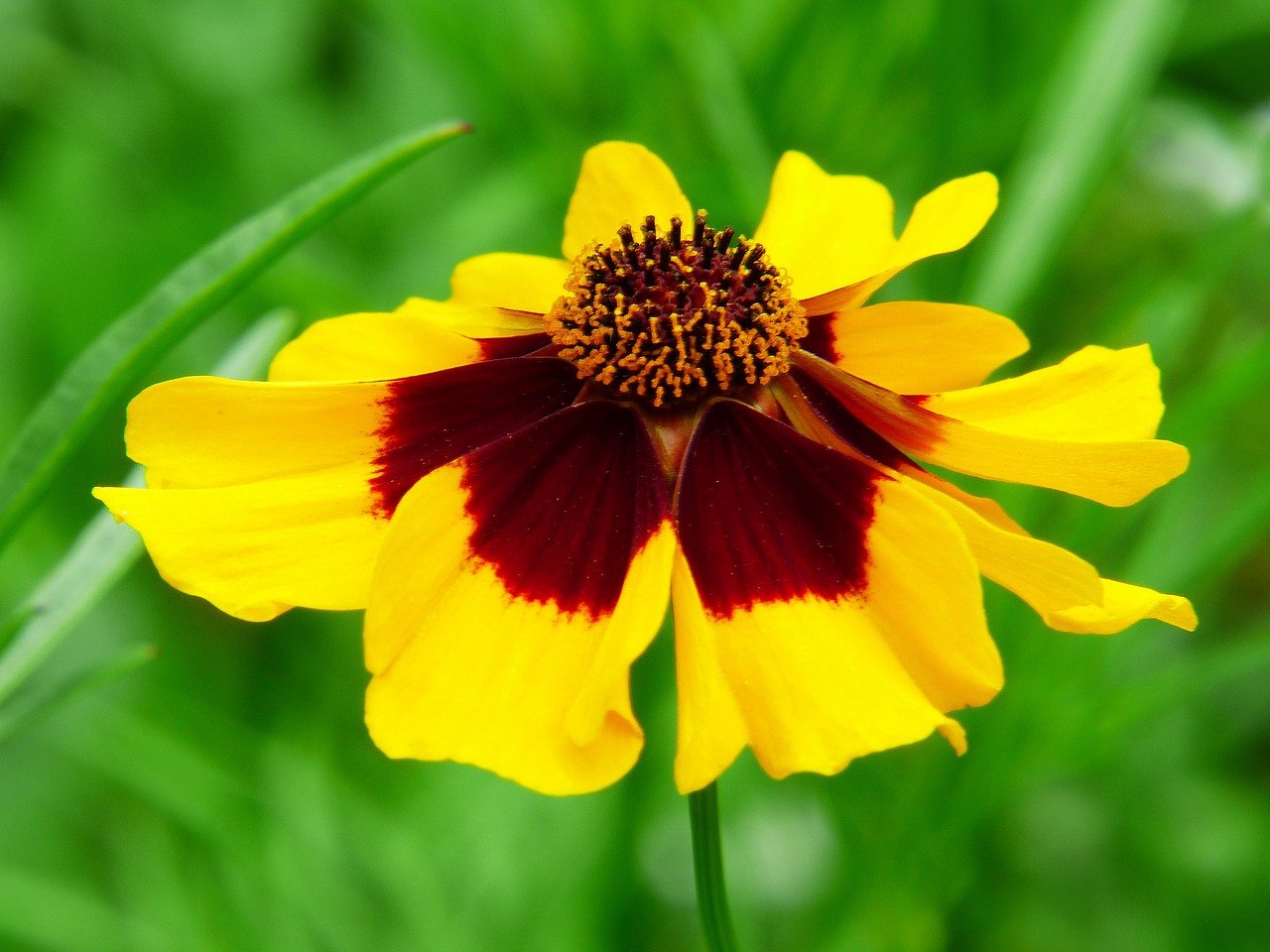 Image - mädchenauge flower meadow flower