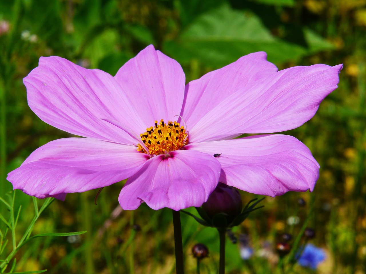 Image - cosmea cosmos blossom bloom pink