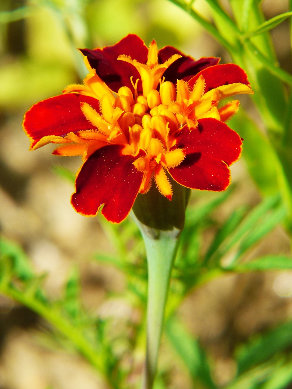 Image - zinnia flower meadow color flowers