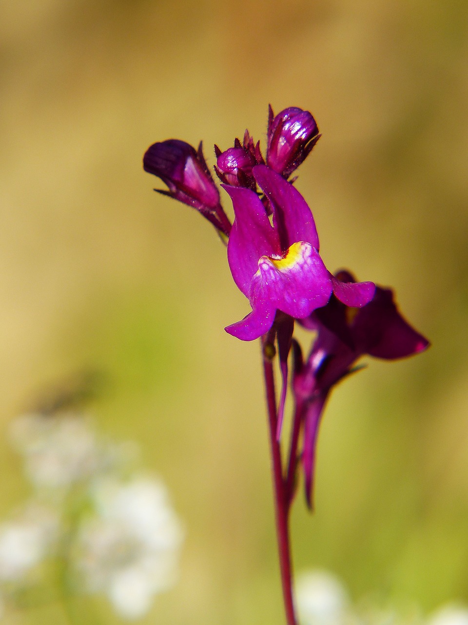 Image - roadside toadflax