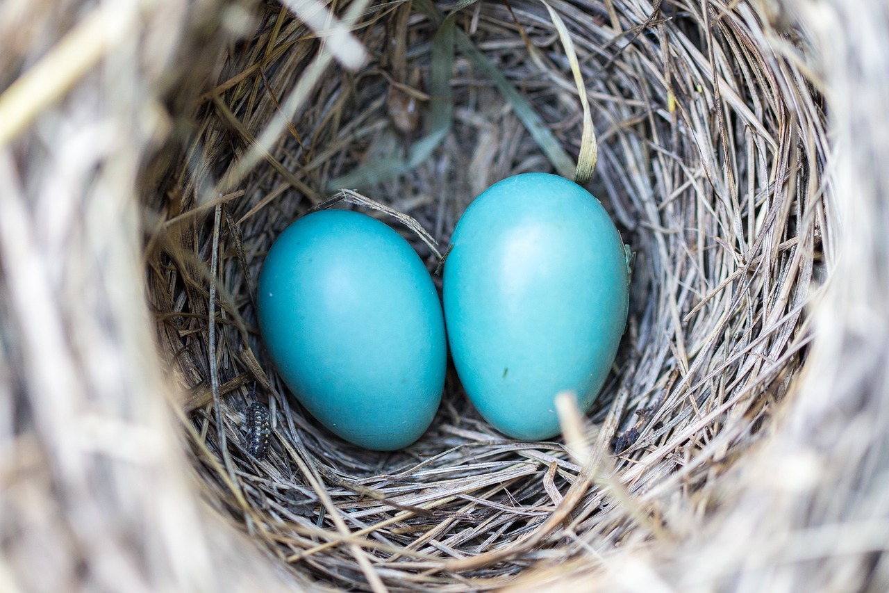 Image - bird nest eggs blue wildlife