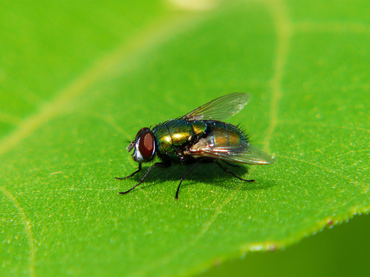 Image - fly insect wing green macro leaf