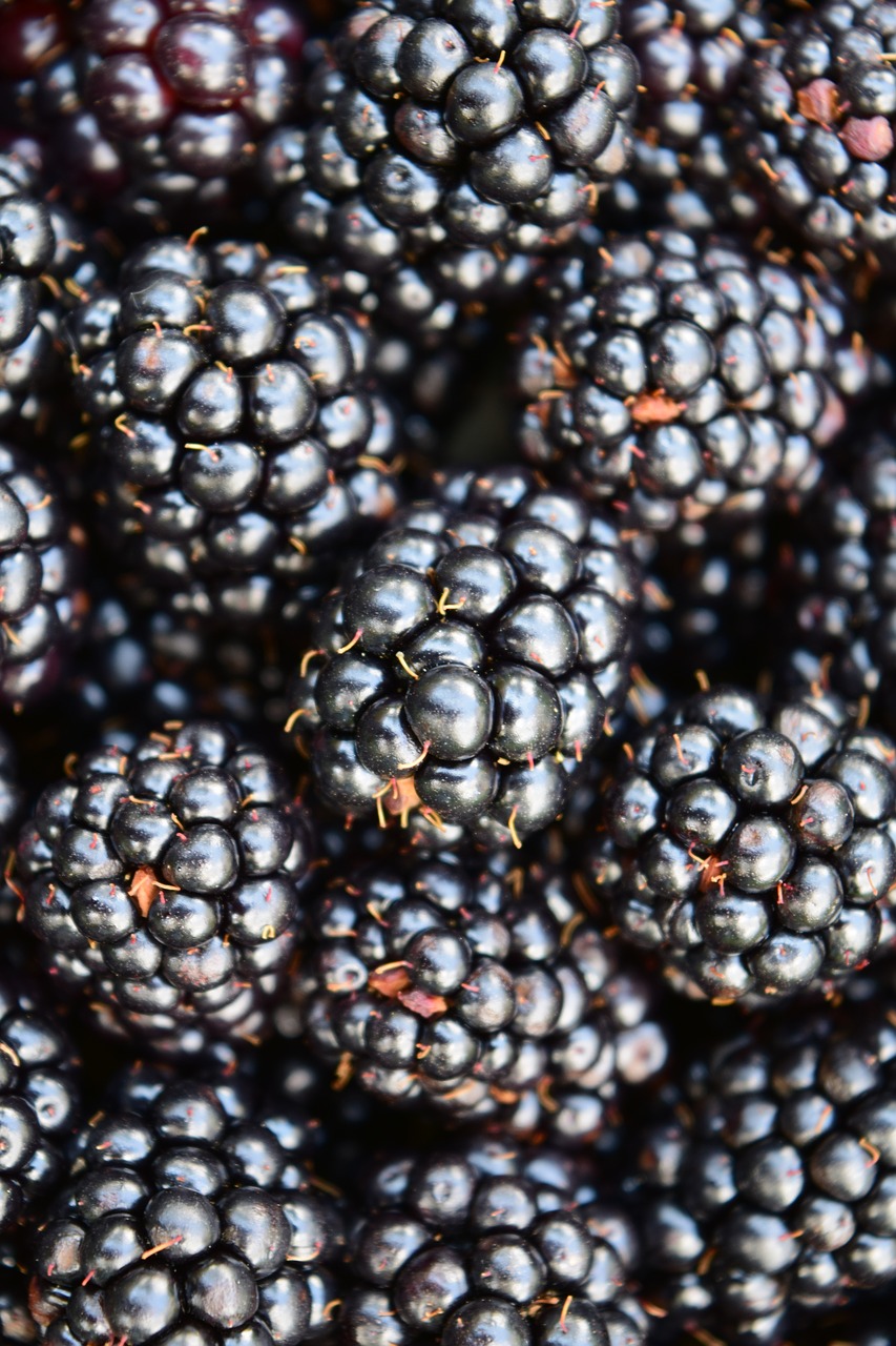 Image - blackberries background close black