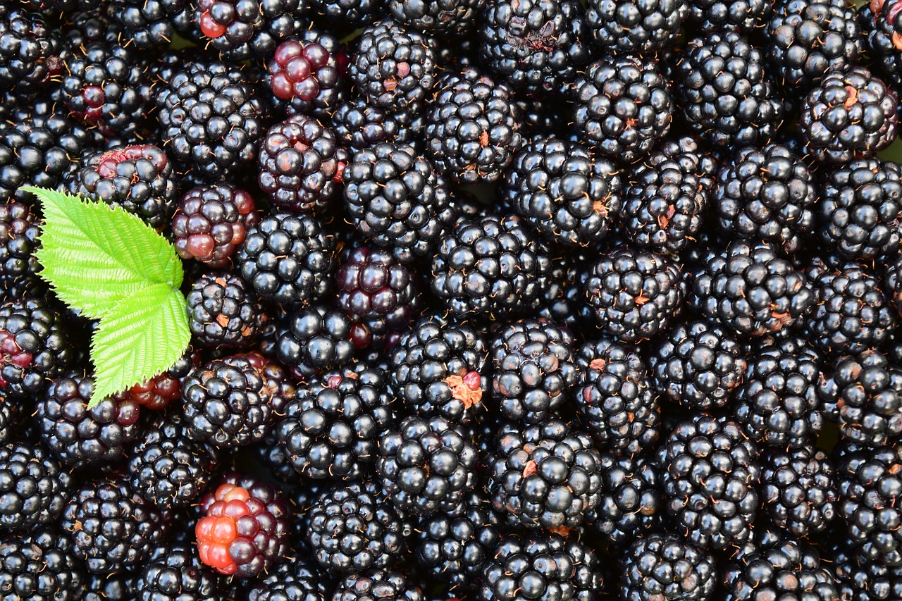 Image - blackberries background black dark