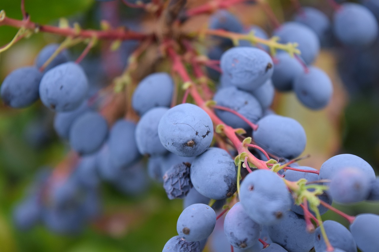 Image - barberry mahonia bealei berries