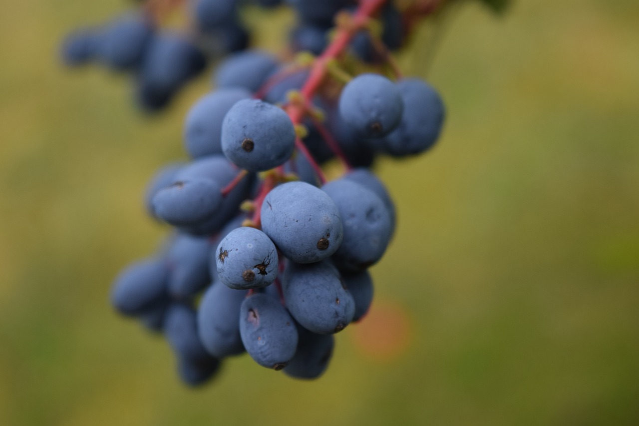 Image - barberry mahonia bealei berries