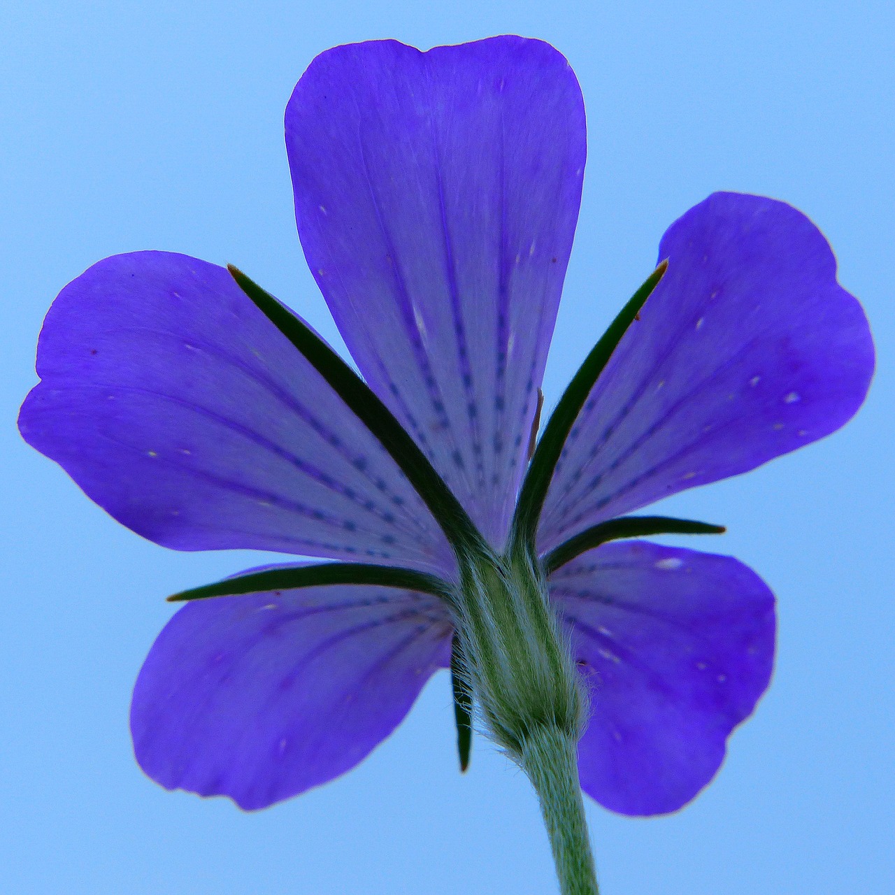 Image - corn cockle cornflower