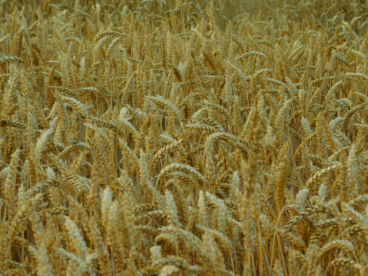 Image - field cornfield on the land cereals