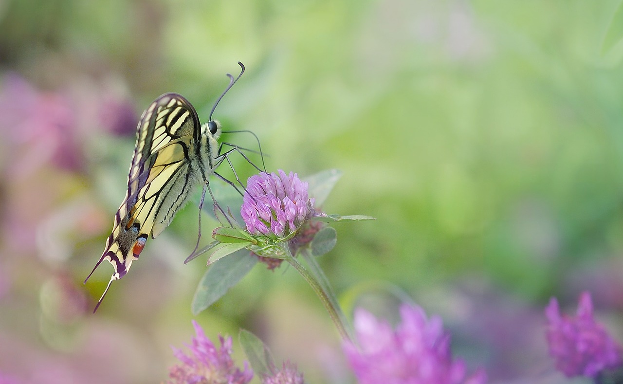 Image - dovetail butterfly nature close