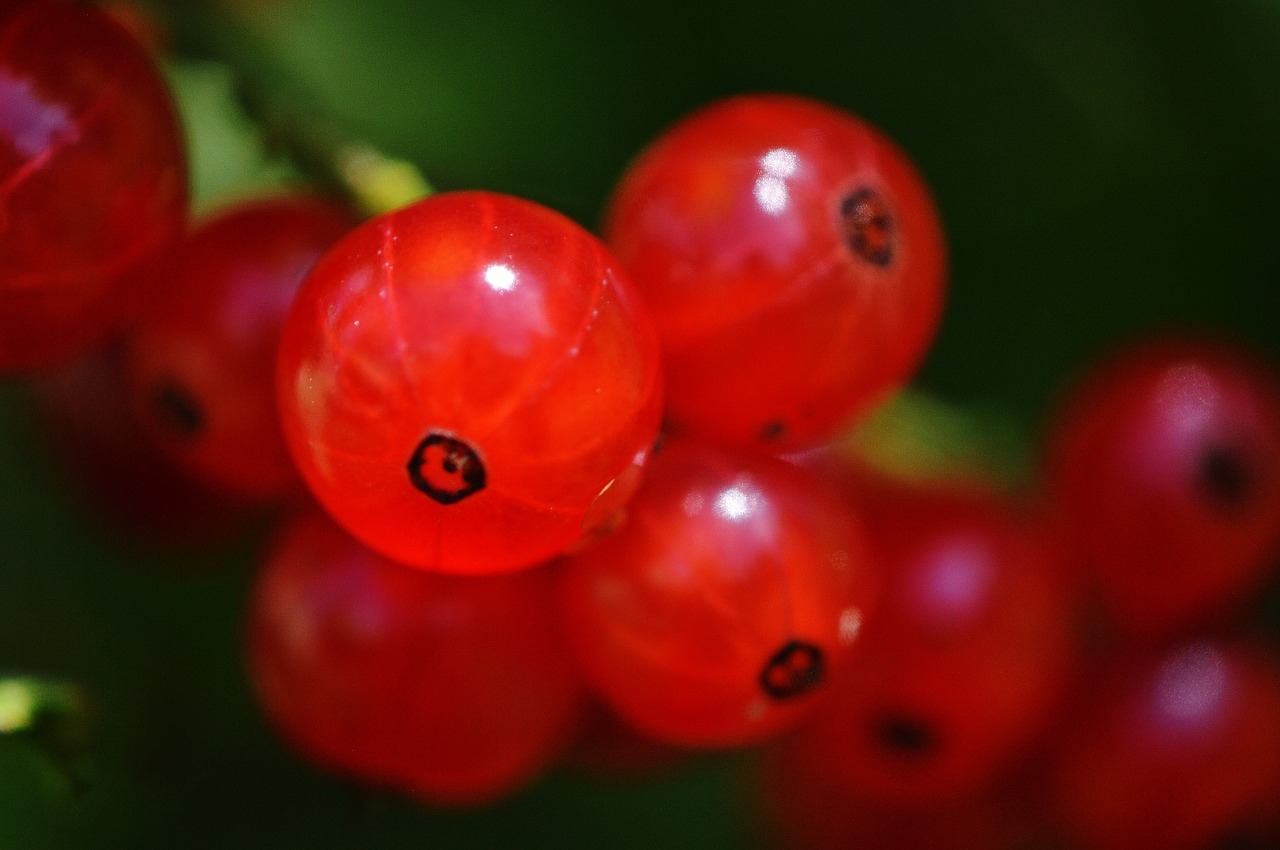 Image - currants fruit berries fruits